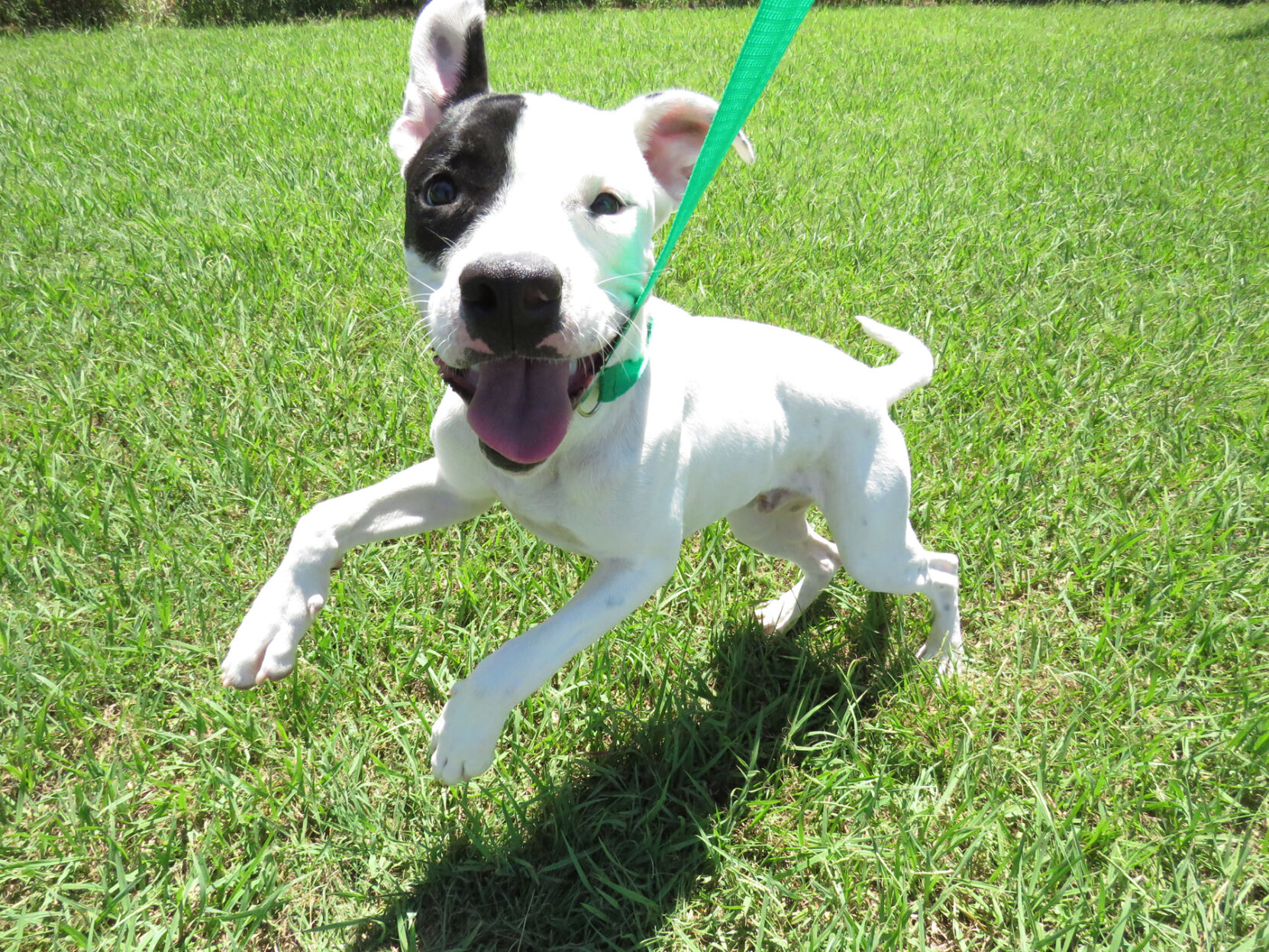 PHOTO: Pet of the Week